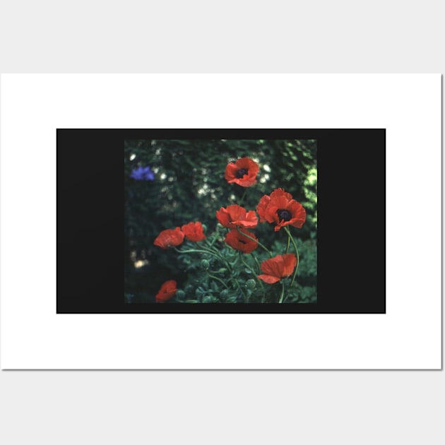 Poppies Wall Art by robelf